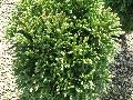 Dwarf Japanese Cedar / Cryptomeria japonica 